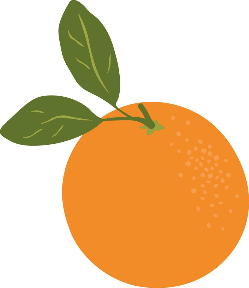 Ripe juicy sweet fresh orange on a white background. Gold fruit. Orange, mandarin, tangerin. vector