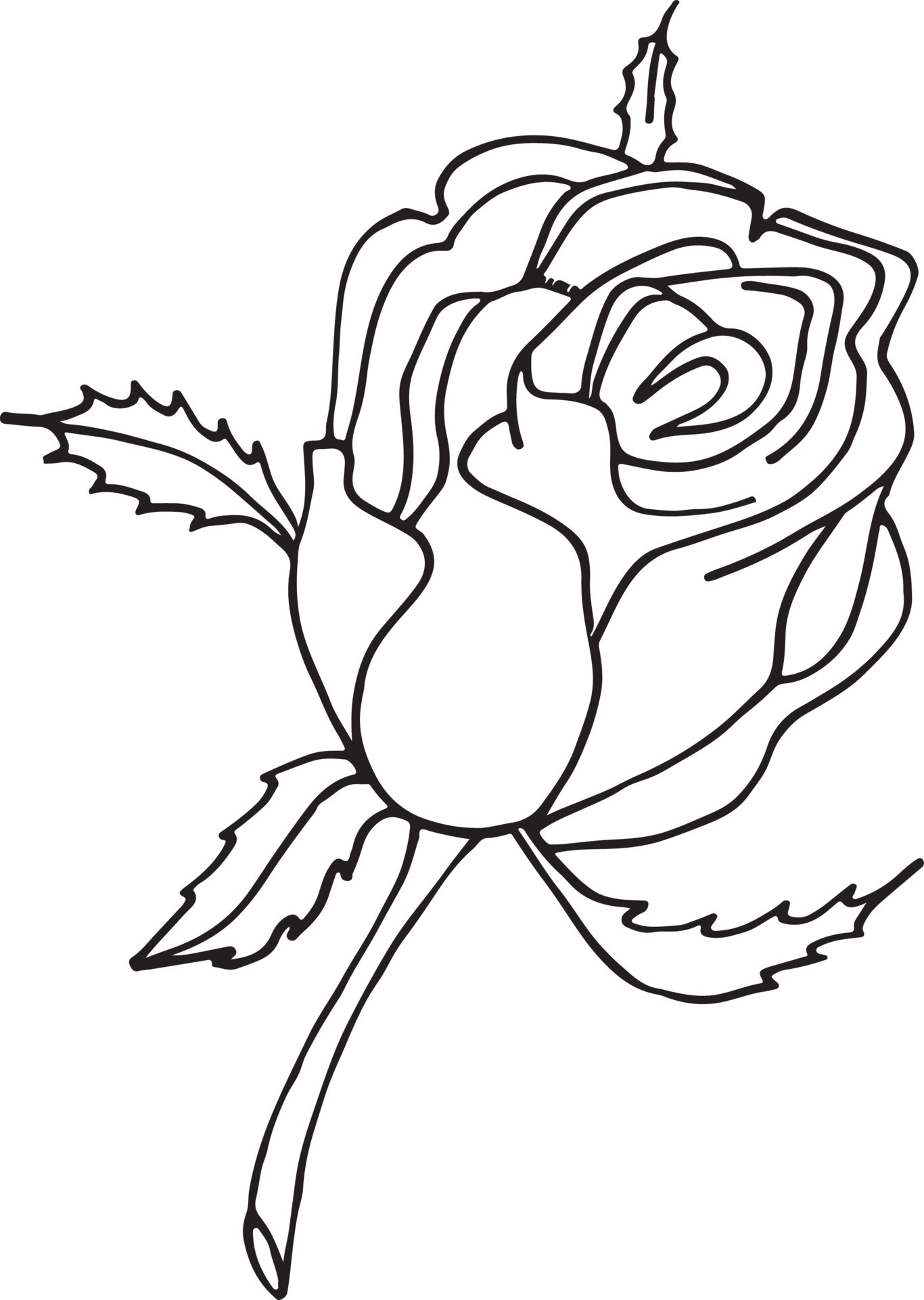 Rose, Hand drawn vector illustration, floral line drawing, set of ...