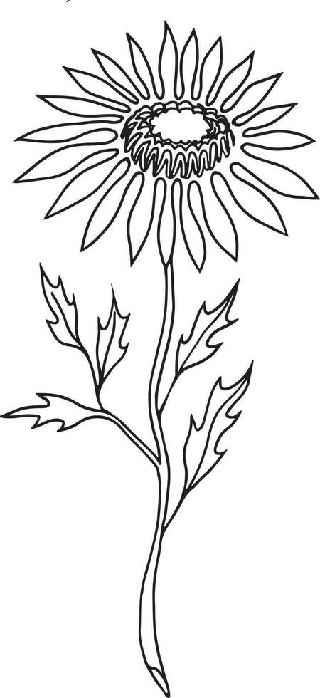 Sunflower, Hand drawn vector illustration, floral line drawing, set of monochrome flower, line art, black and white, illustration, vector