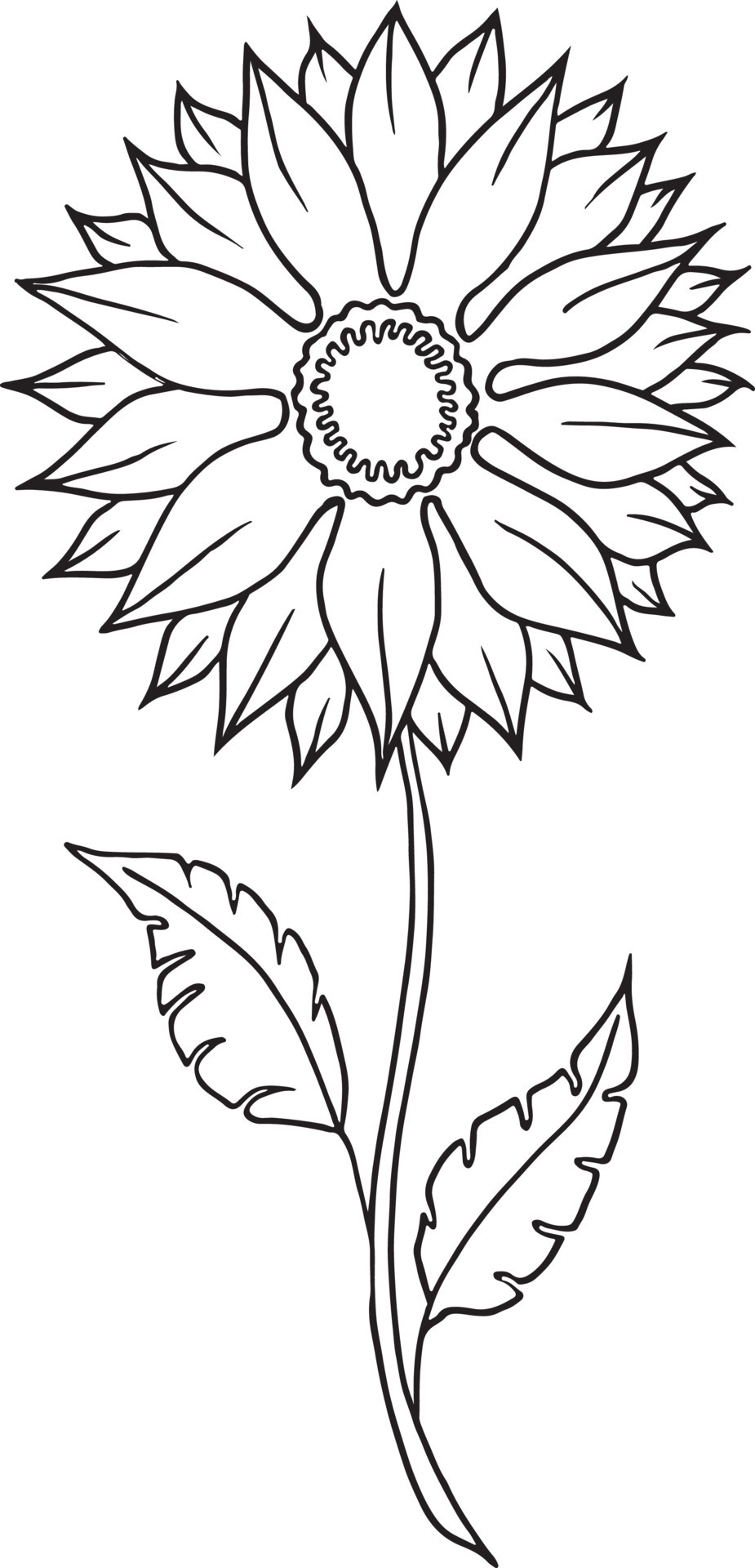 Sunflower, Hand drawn vector illustration, floral line drawing, set of