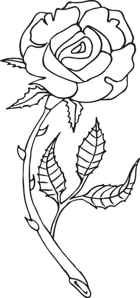 Rose, Hand drawn vector illustration, floral line drawing, set of monochrome flower, line art, black and white, illustration, vector