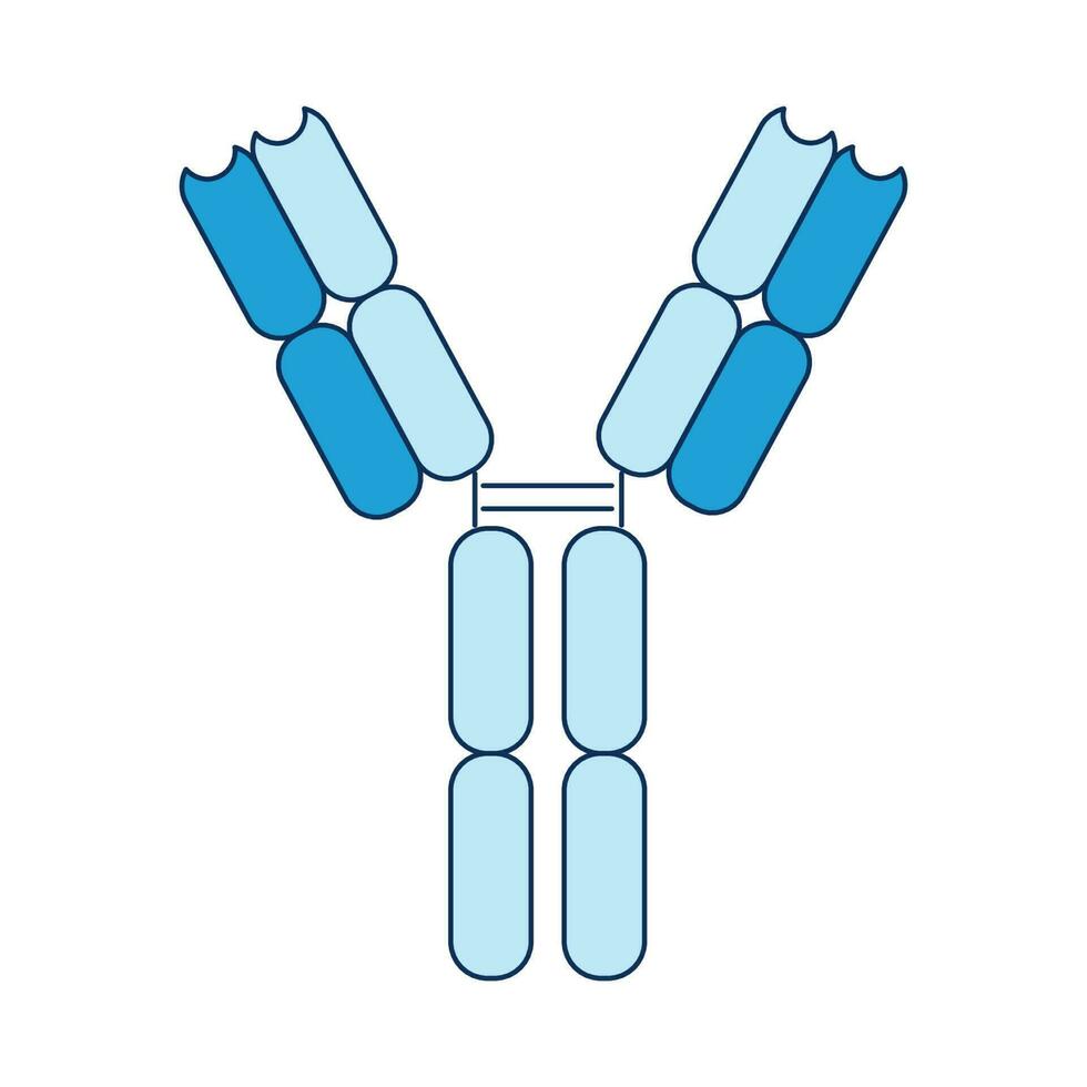 anticuerpo inmune sistema influenza virus, bacterias, coronavirus, covid-19 y exterior sustancias en el sangre. vector ilustración en el estilo de un plano icono aislado en un blanco antecedentes.