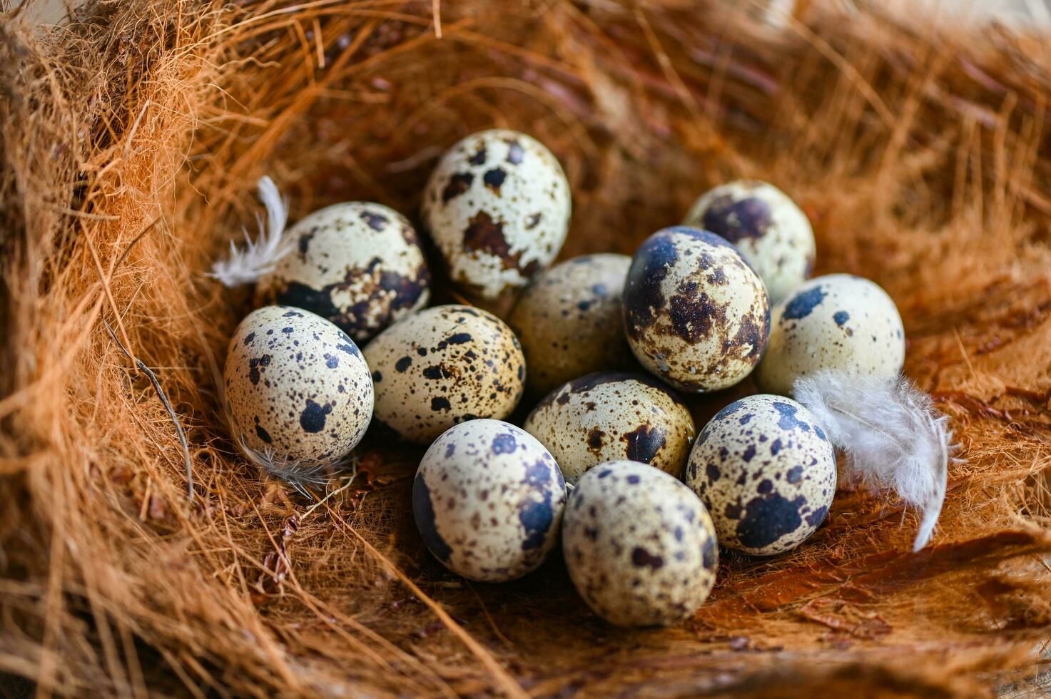 quail eggs on birds nest, fresh quail eggs and feather on wooden table background, raw eggs photo