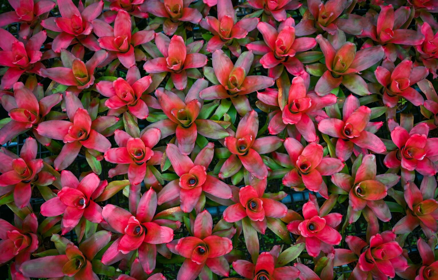 Bromeliad garden colorful of leaves  bromeliad flower blooming in nursery farm plant green house background , Aechmea fasciata photo