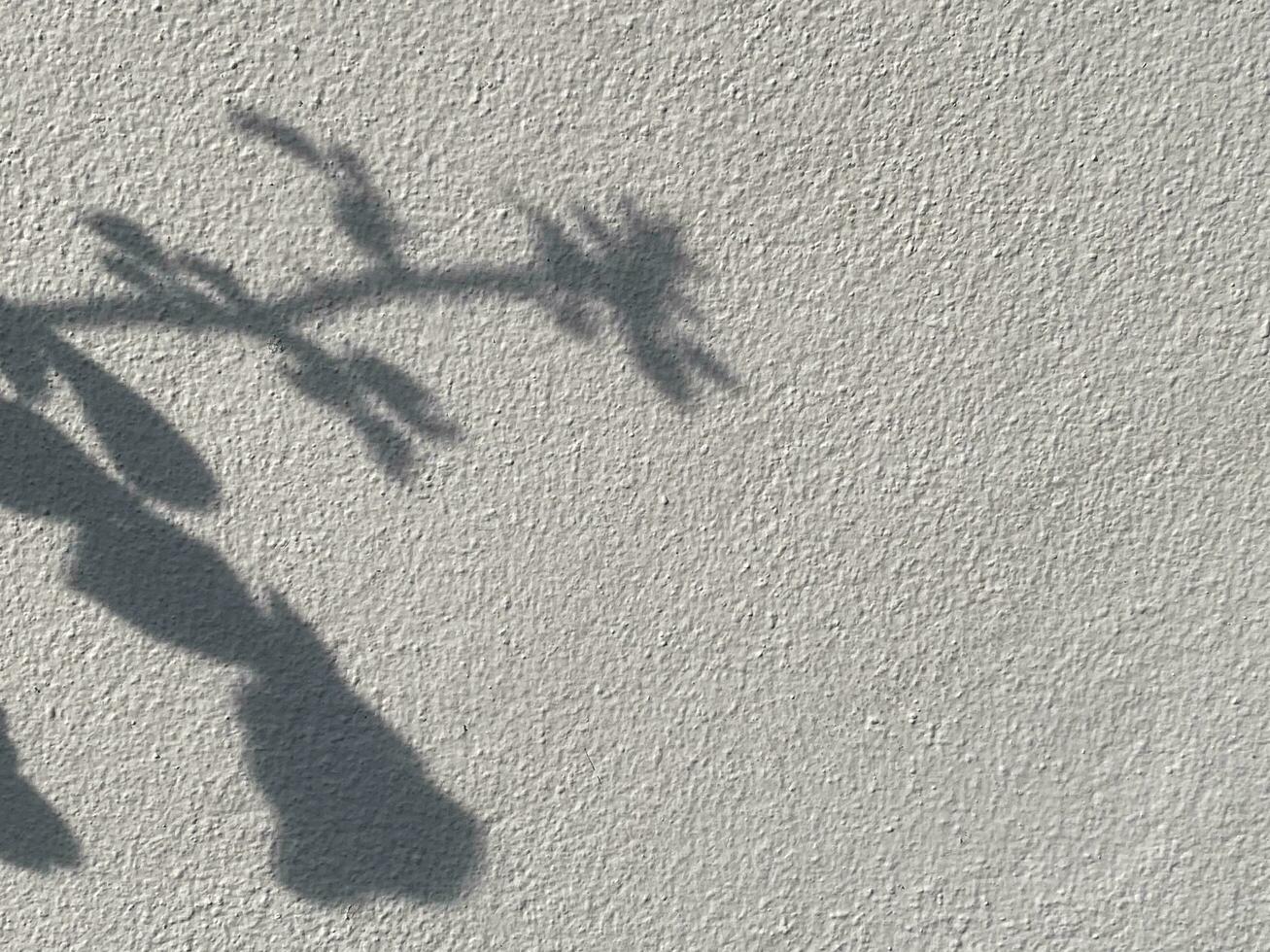 Leaves shadow background on concrete wall texture, leaves tree branches shade with sunlight photo