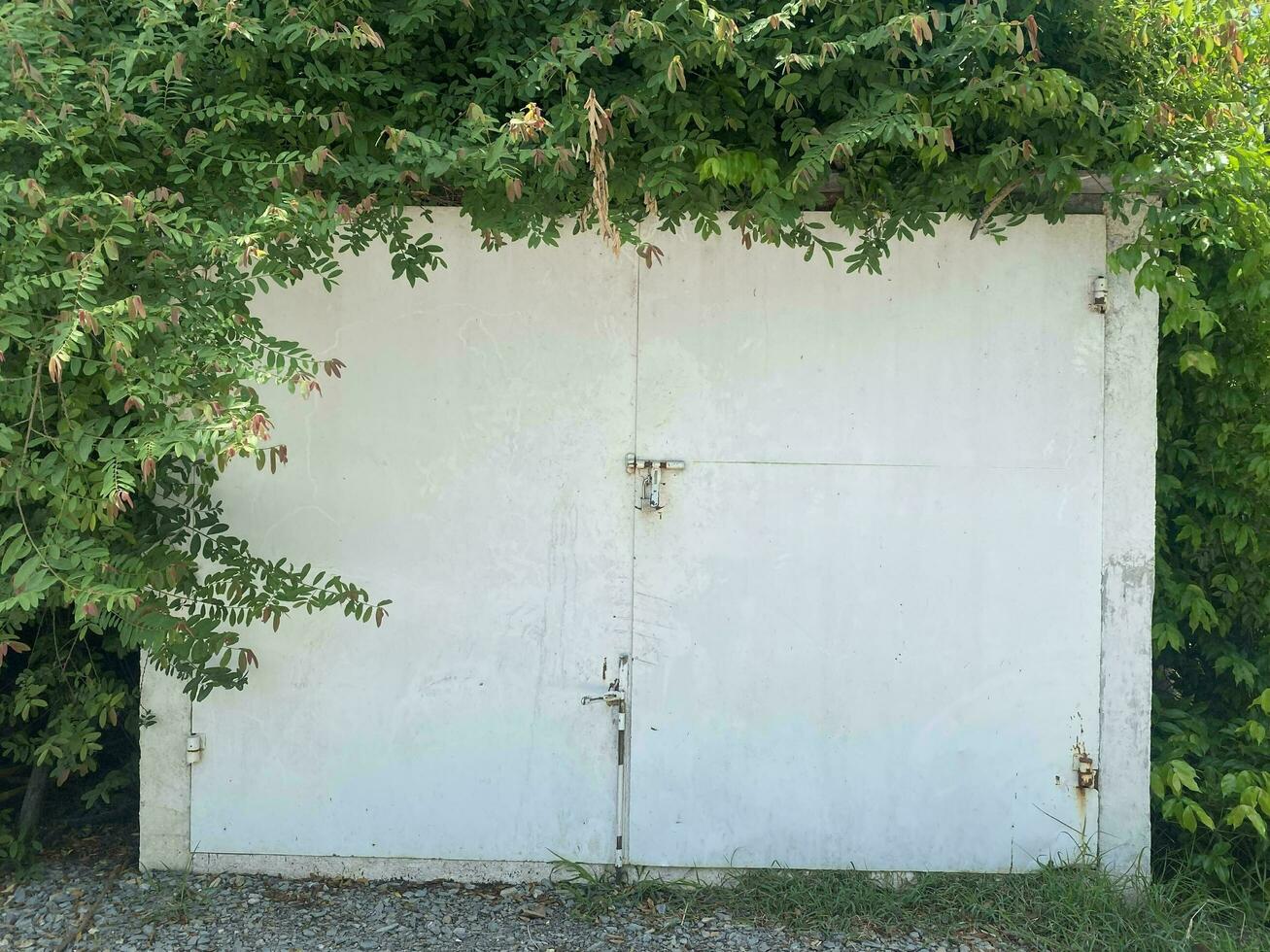 Green ivy with white door background photo