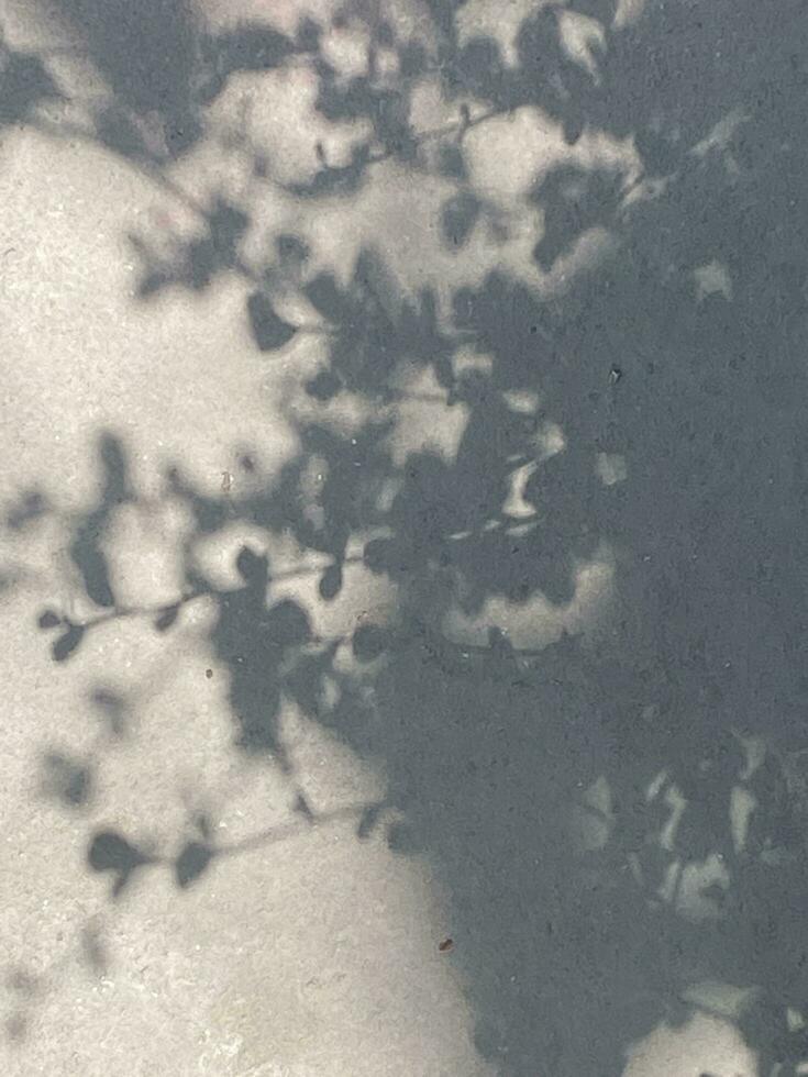 Leaves shadow background on concrete wall texture, leaves tree branches shade with sunlight photo