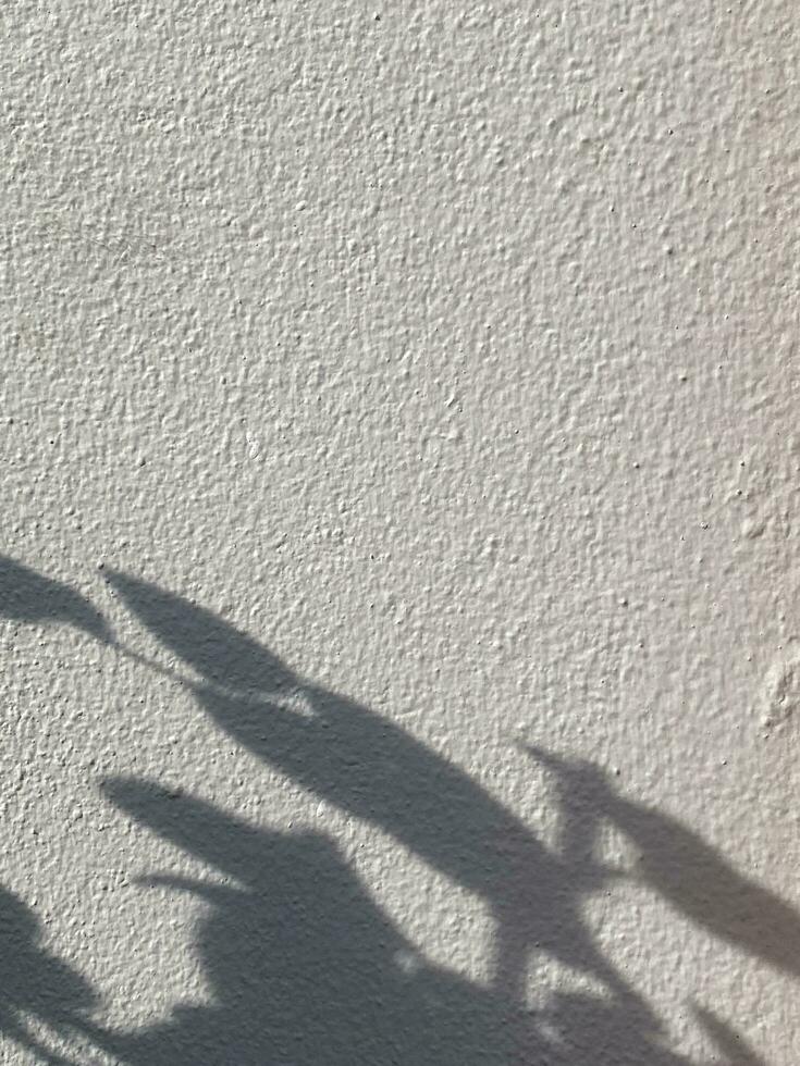 Leaves shadow background on concrete wall texture, leaves tree branches shade with sunlight photo
