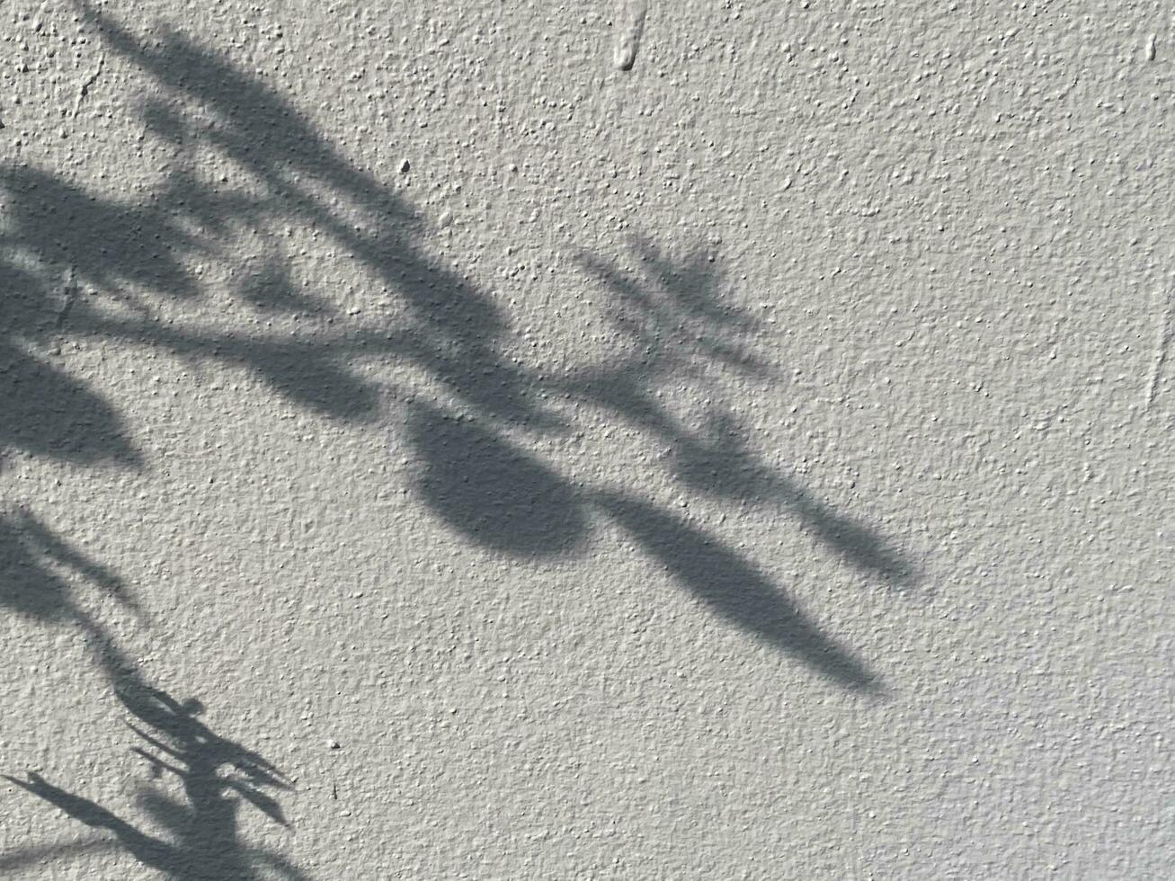 Leaves shadow background on concrete wall texture, leaves tree branches shade with sunlight photo