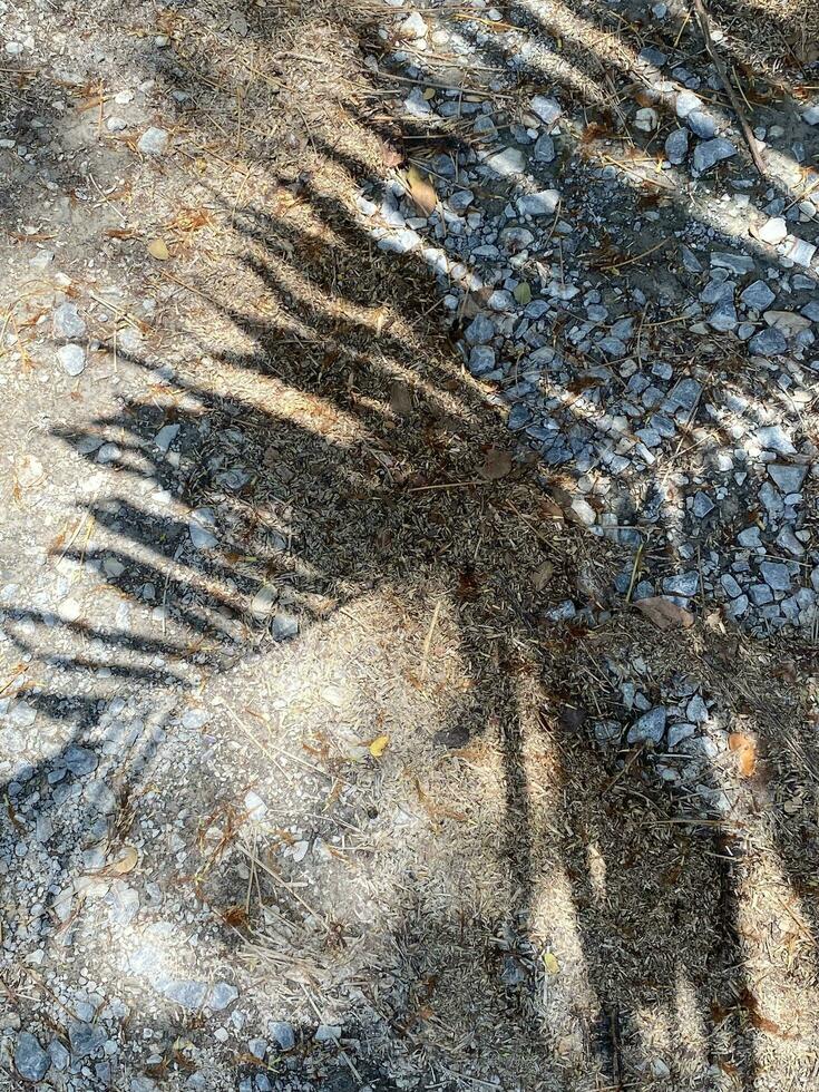 Leaves shadow background on concrete wall texture, leaves tree branches shade with sunlight photo