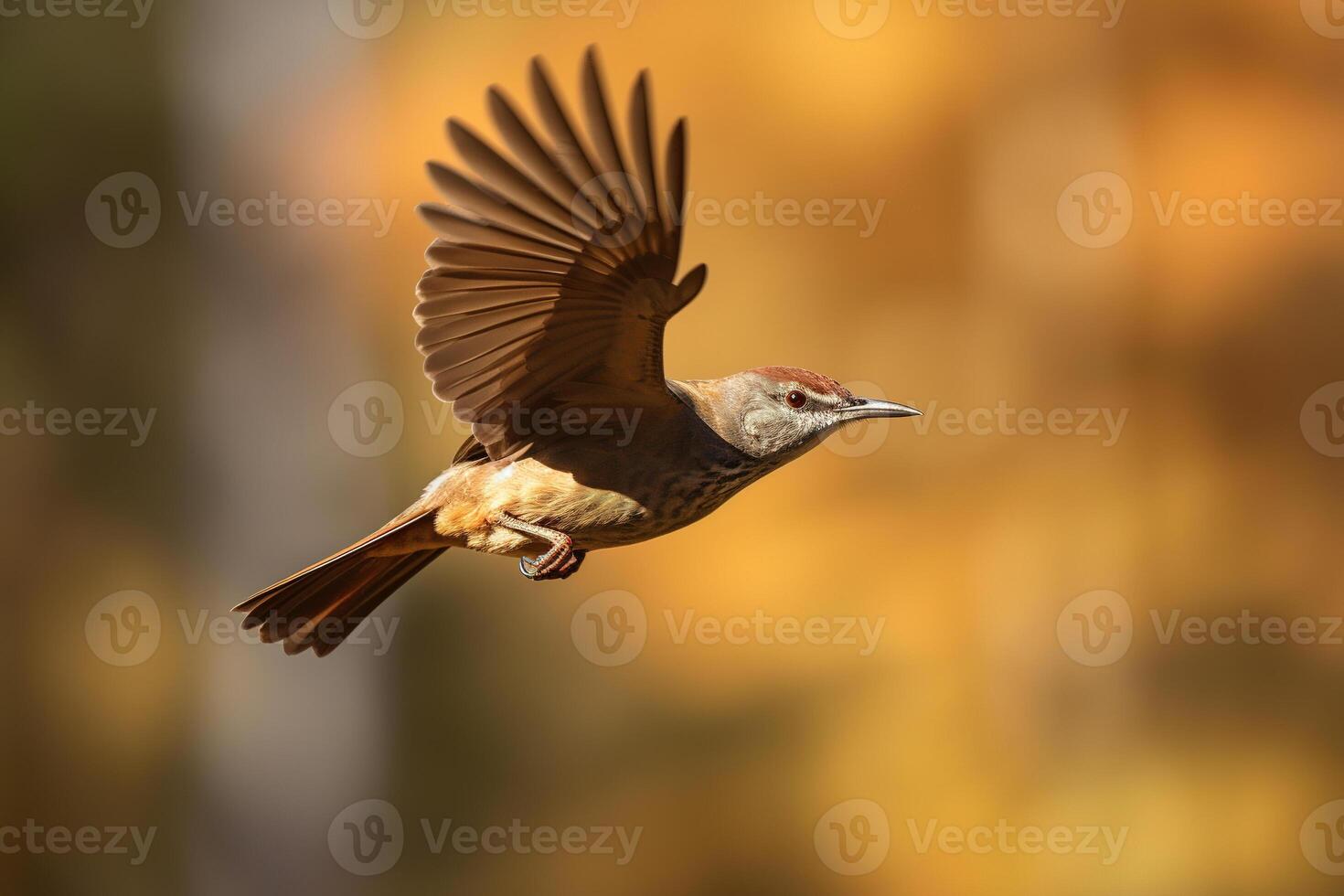 majestic bird in flight against a blurred background. photo