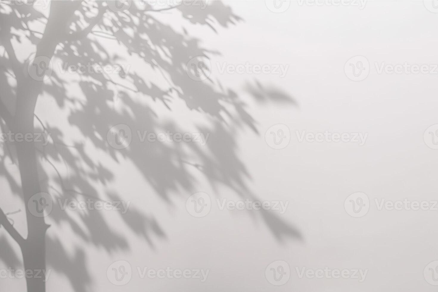 a shadow of a tree on a white wall. photo