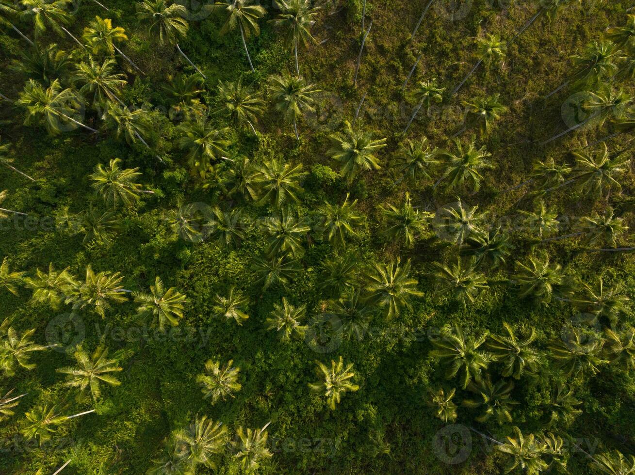 Aerial drone view of beautiful Palm trees jungle. Kood island, Thailand photo