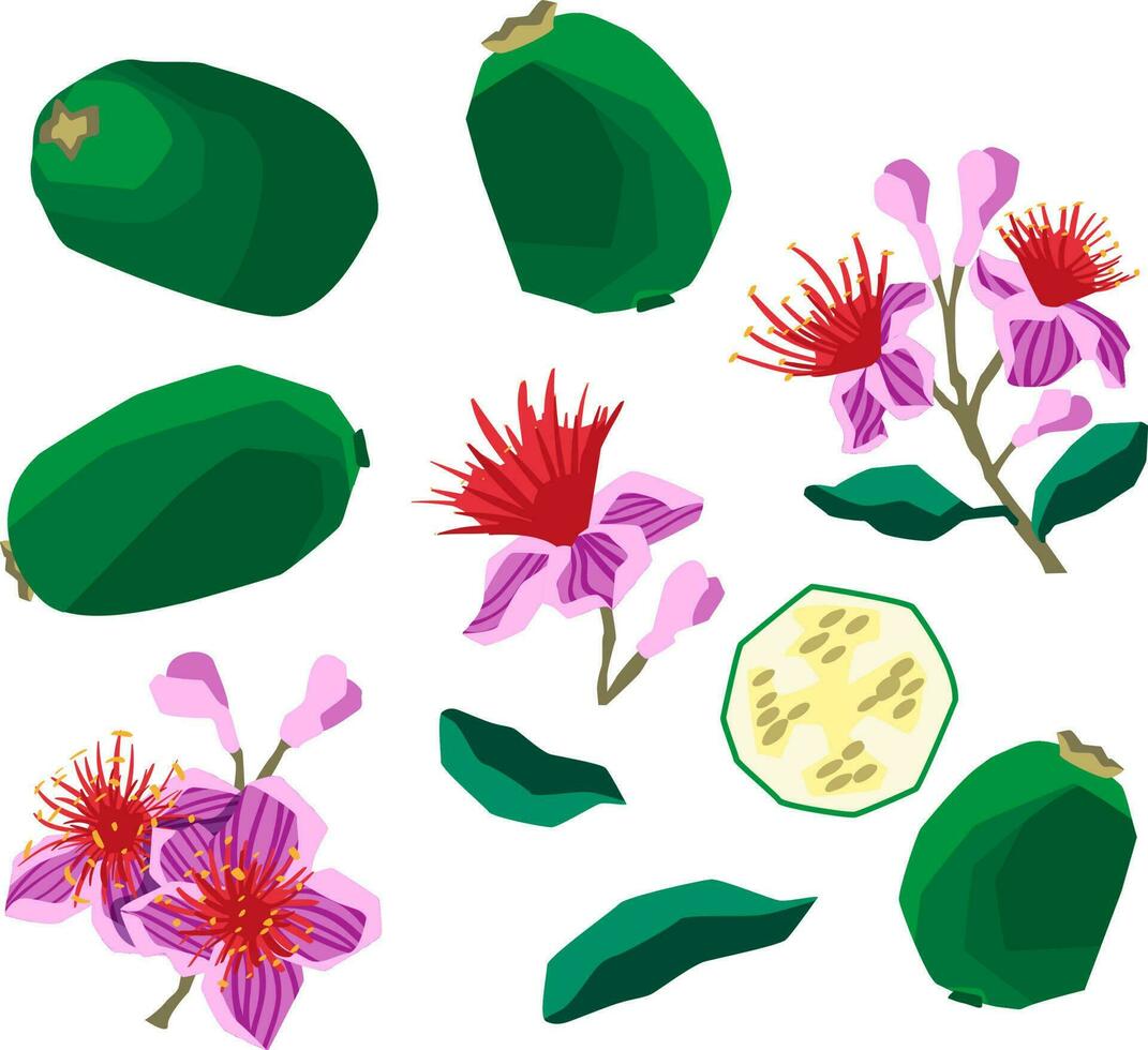 Vector illustration of feijoa fruit set with flowers and leaves on white background flat style