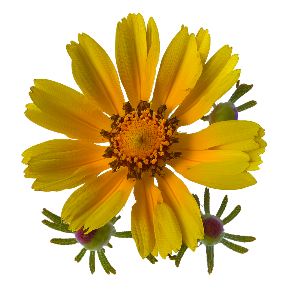 flor de margarita amarilla png