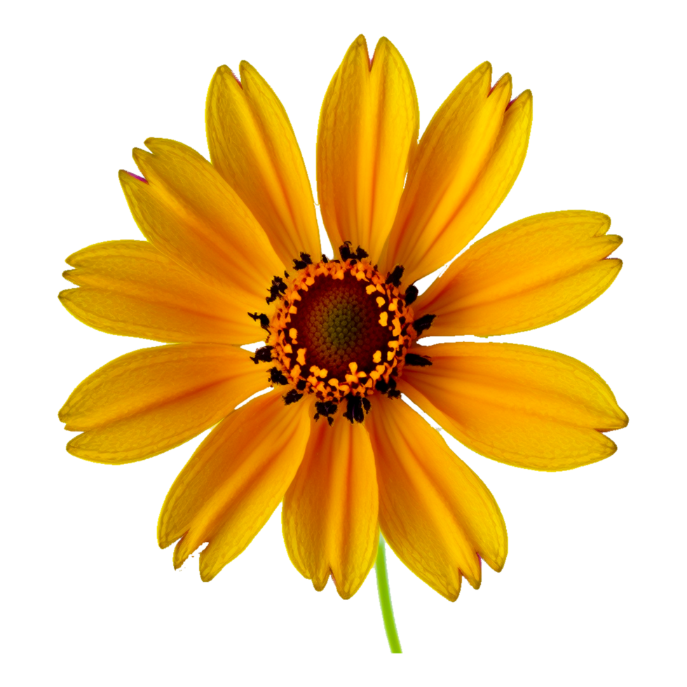 yellow daisy flower png