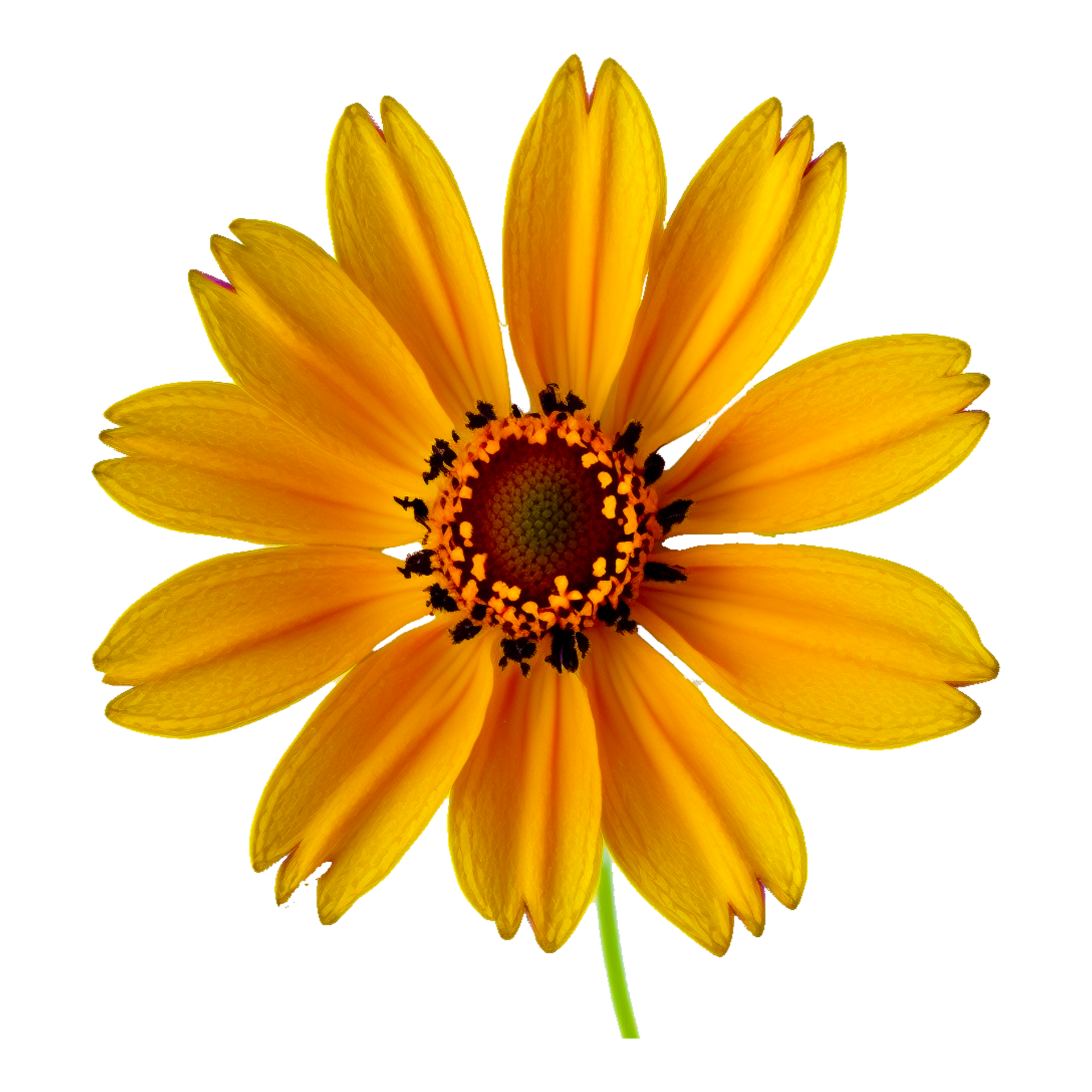 yellow daisy flower 23973355 PNG