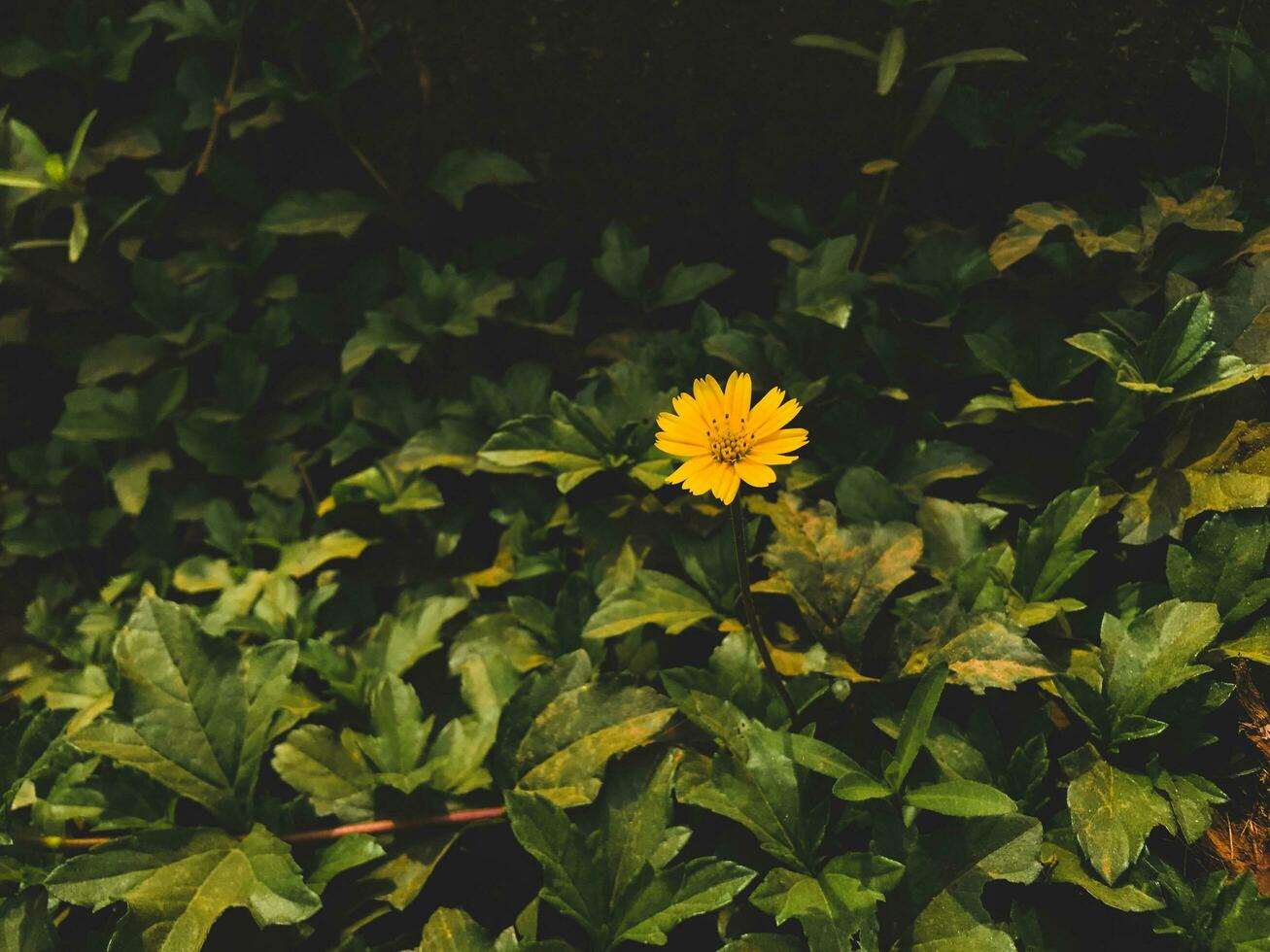 Yellow Wildflower with Green Background photo