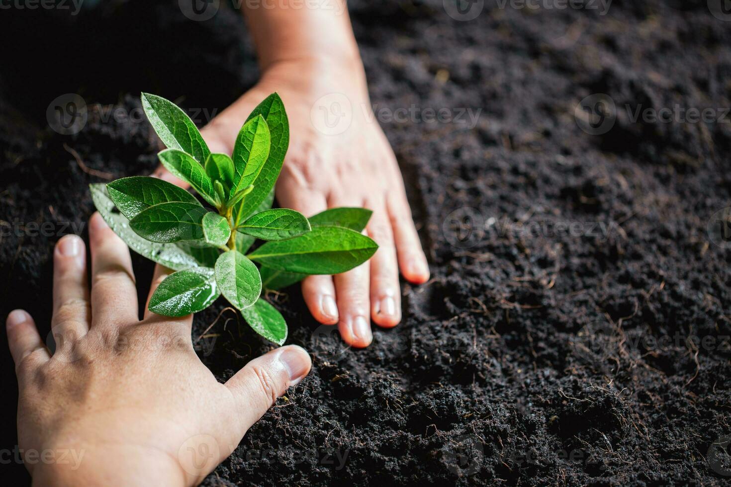 mundo ambiente día. manos plantando el plántulas dentro suelo. idea de proteger el ambiente y reduciendo global calentamiento símbolo de primavera, el comenzando de bosque, ecología concepto. tierra día. foto