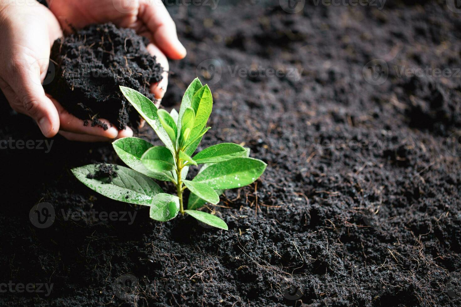 World Environment Day. Hands planting the seedlings into soil. Idea of protecting the environment and reducing global warming. Symbol of spring, the beginning of forest, ecology concept. Earth day. photo