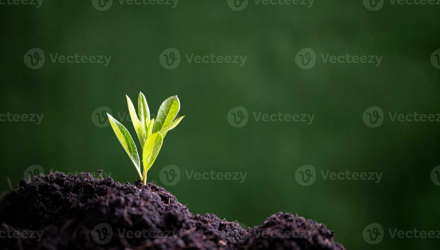 mundo ambiente día. plantando el plántulas dentro el suelo. idea de proteger el ambiente y reduciendo global calentamiento símbolo de primavera, el comenzando de bosque, ecología concepto. tierra día. foto