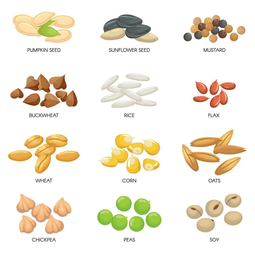 Plant seeds. Cereals grains, chickpeas nuts and cellulose grain. Nut