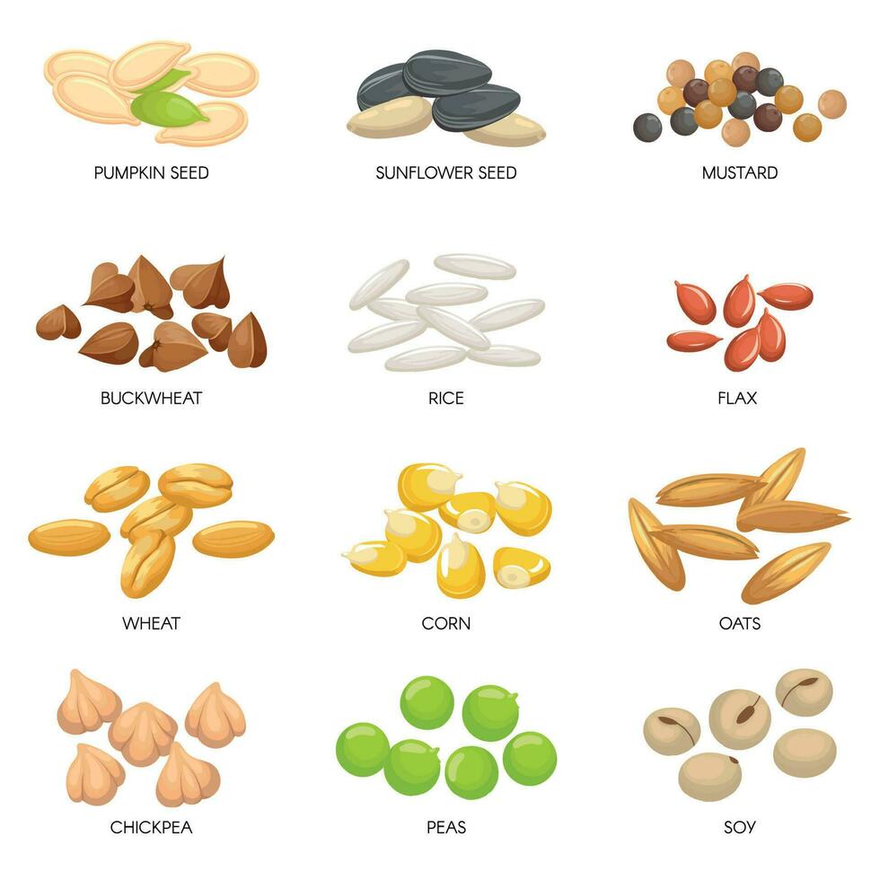 Plant seeds. Cereals grains, chickpeas nuts and cellulose grain. Nut and seed isolated cartoon vector illustration