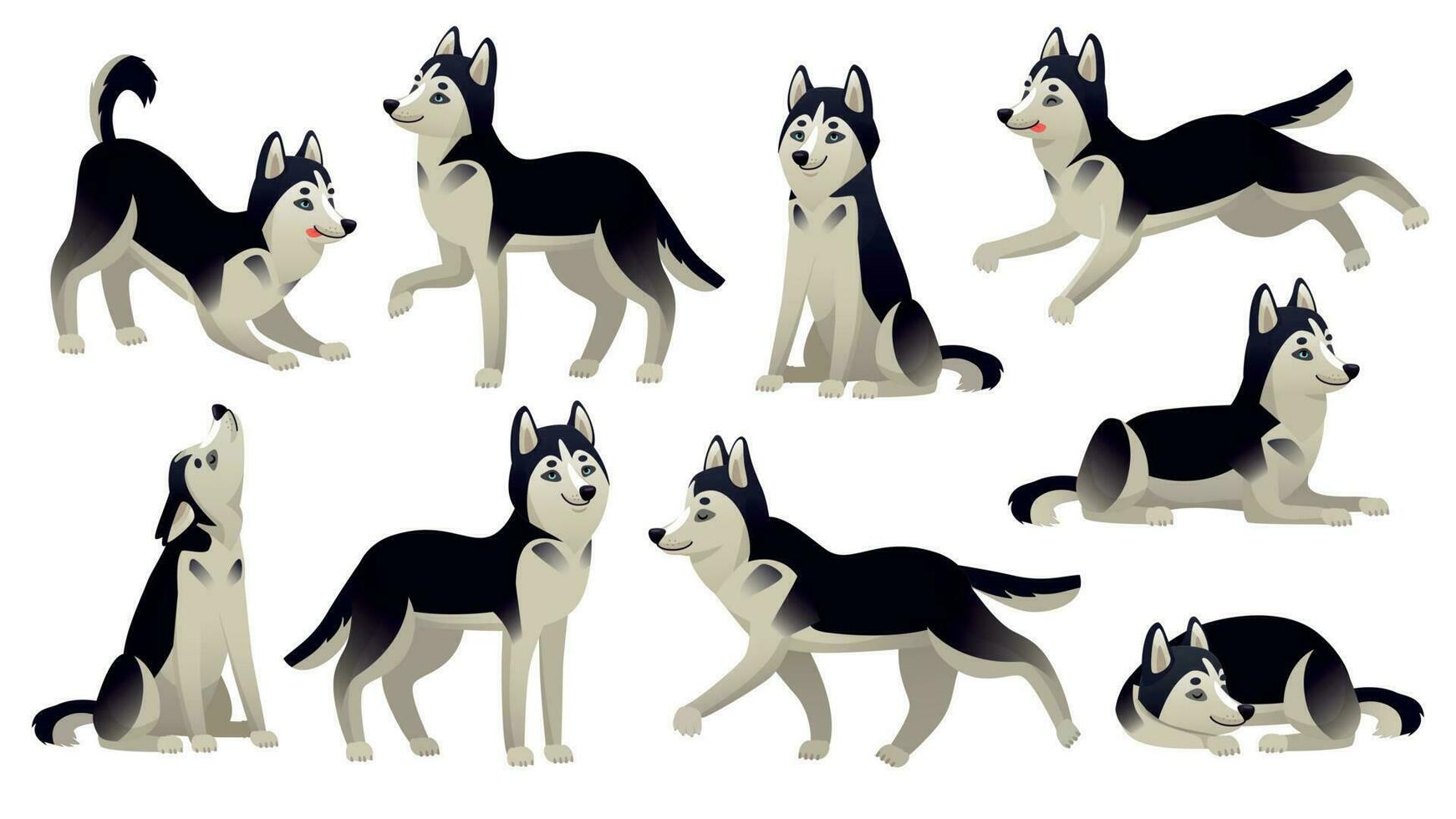 Husky dog poses. Cartoon running, sitting and jumping dogs. Active huskies animal characters isolated vector set