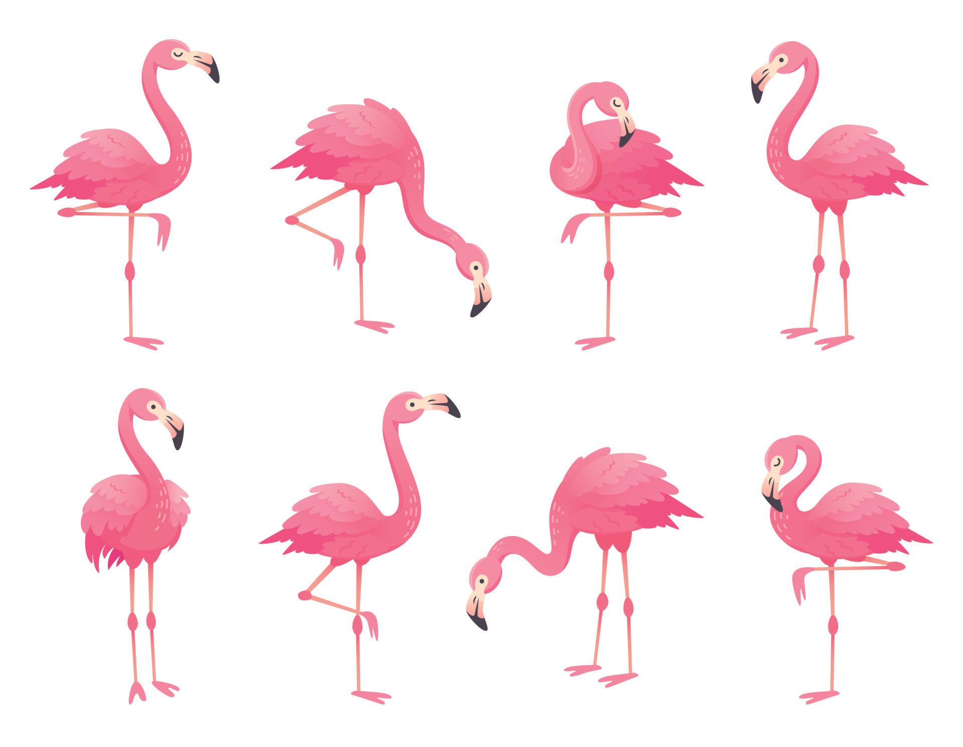 Exotic pink flamingos birds. Flamingo with rose feathers stand on one ...