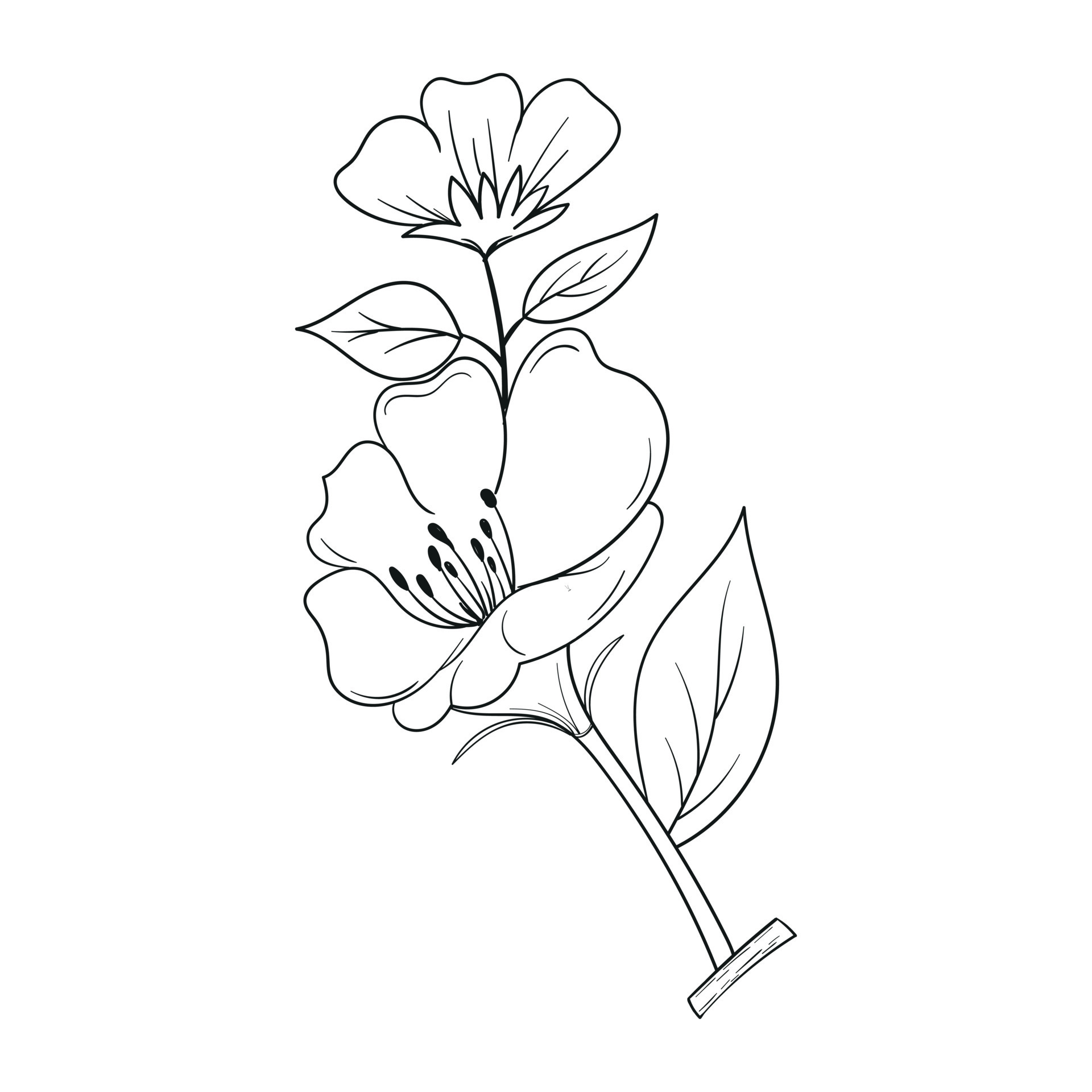 Hand Drawing Flower Vector Outline Illustration 23977379 Vector Art at ...