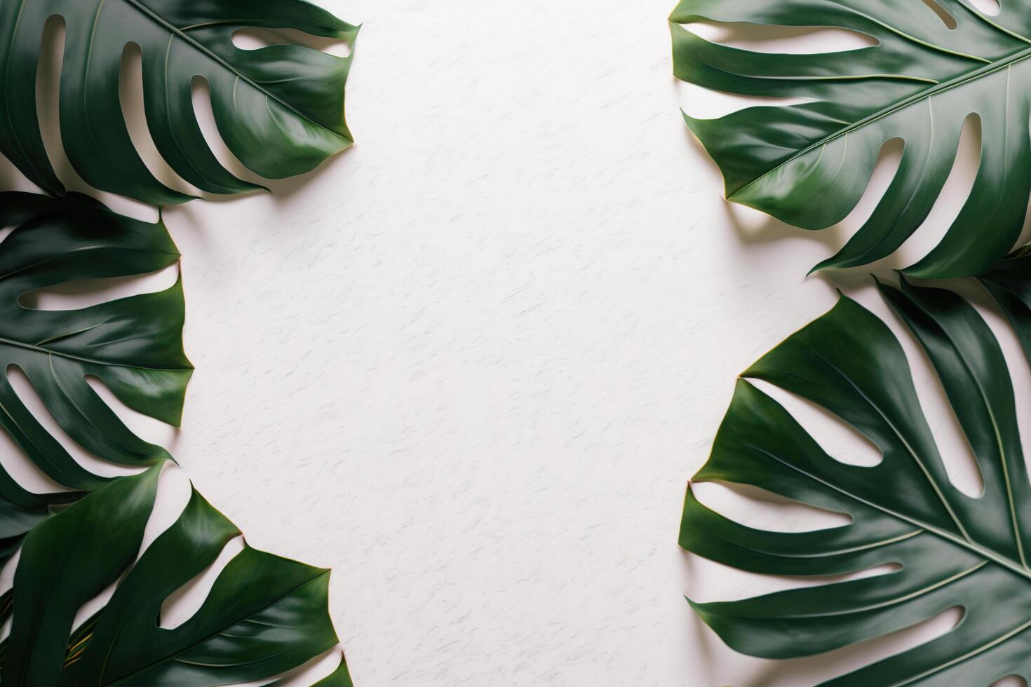 Green leaves monstera nature frame layout of tropical plant bush on white background. photo