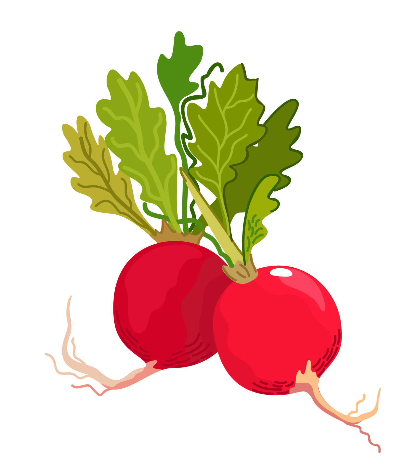 Radish. Vector isolated illustration. 23978217 Vector Art at Vecteezy