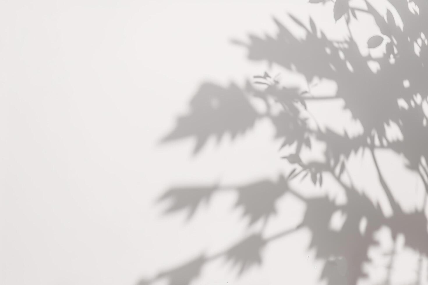 a shadow of a tree on a white wall. photo