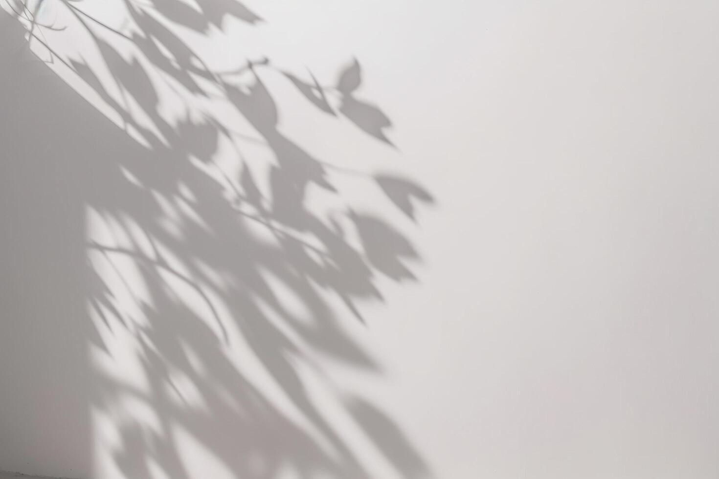 a shadow of a tree on a white wall. photo