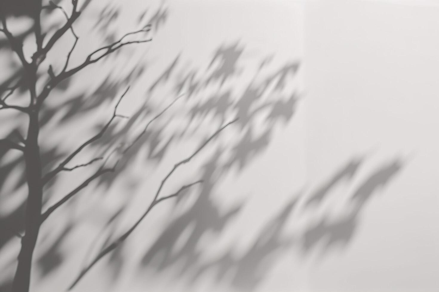 a shadow of a tree on a white wall. photo