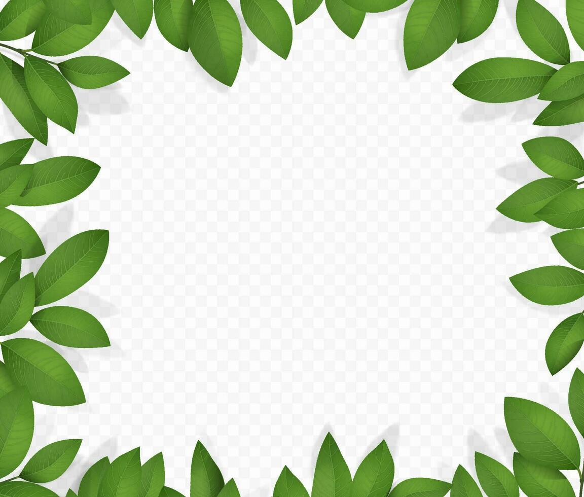 Leaf frame isolated vector illustration