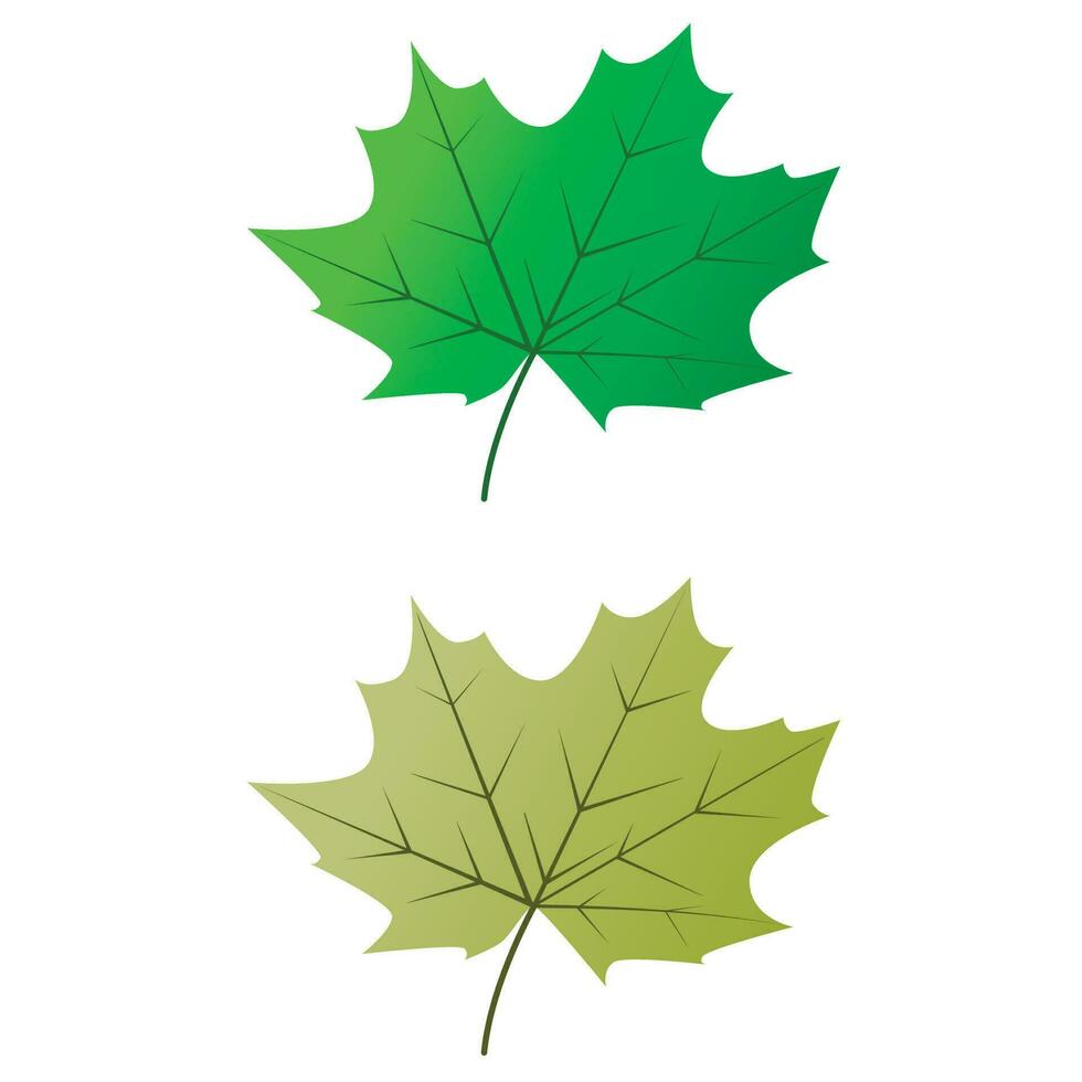 Leaf - Vector Leaf Drawing