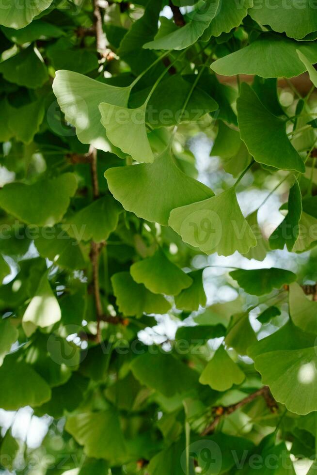 Green ginkgo tree leaves on sunny day photo