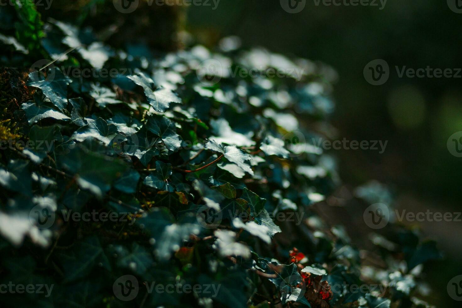 oscuro verde hiedra planta foto