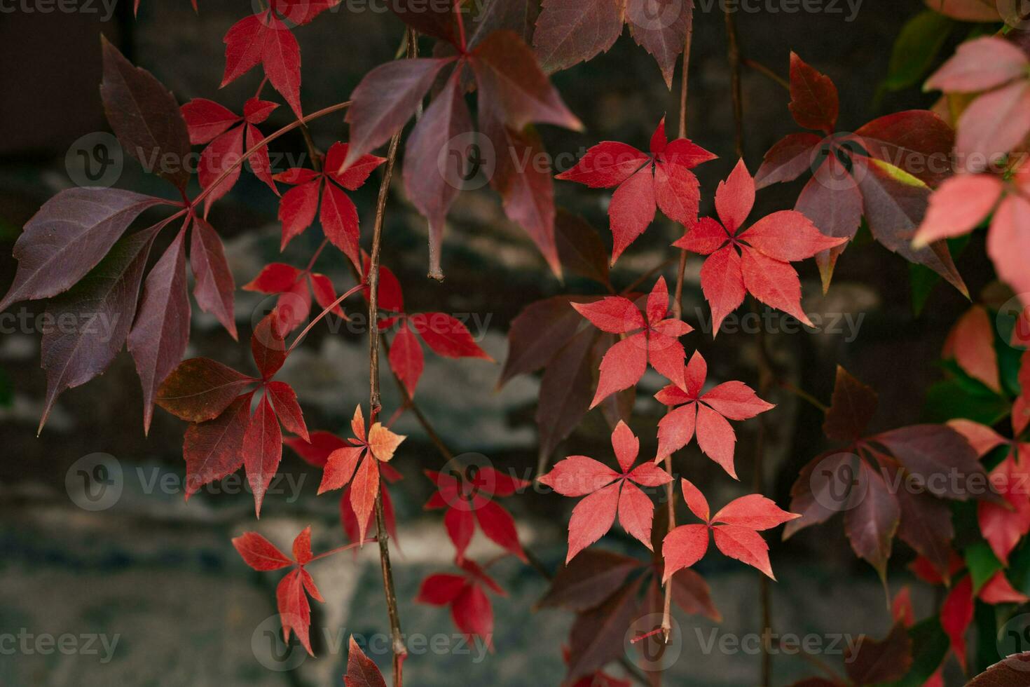 Red green and orange ivy wall photo