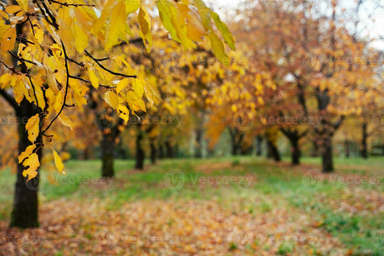 Apple orchard in autumn photo