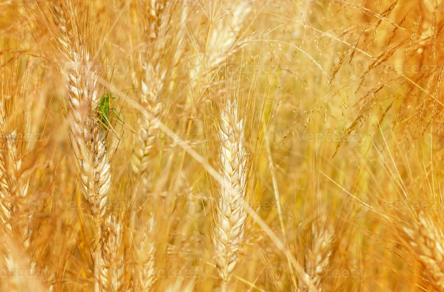 grasshopper sitting in the grass in a wheat field photo