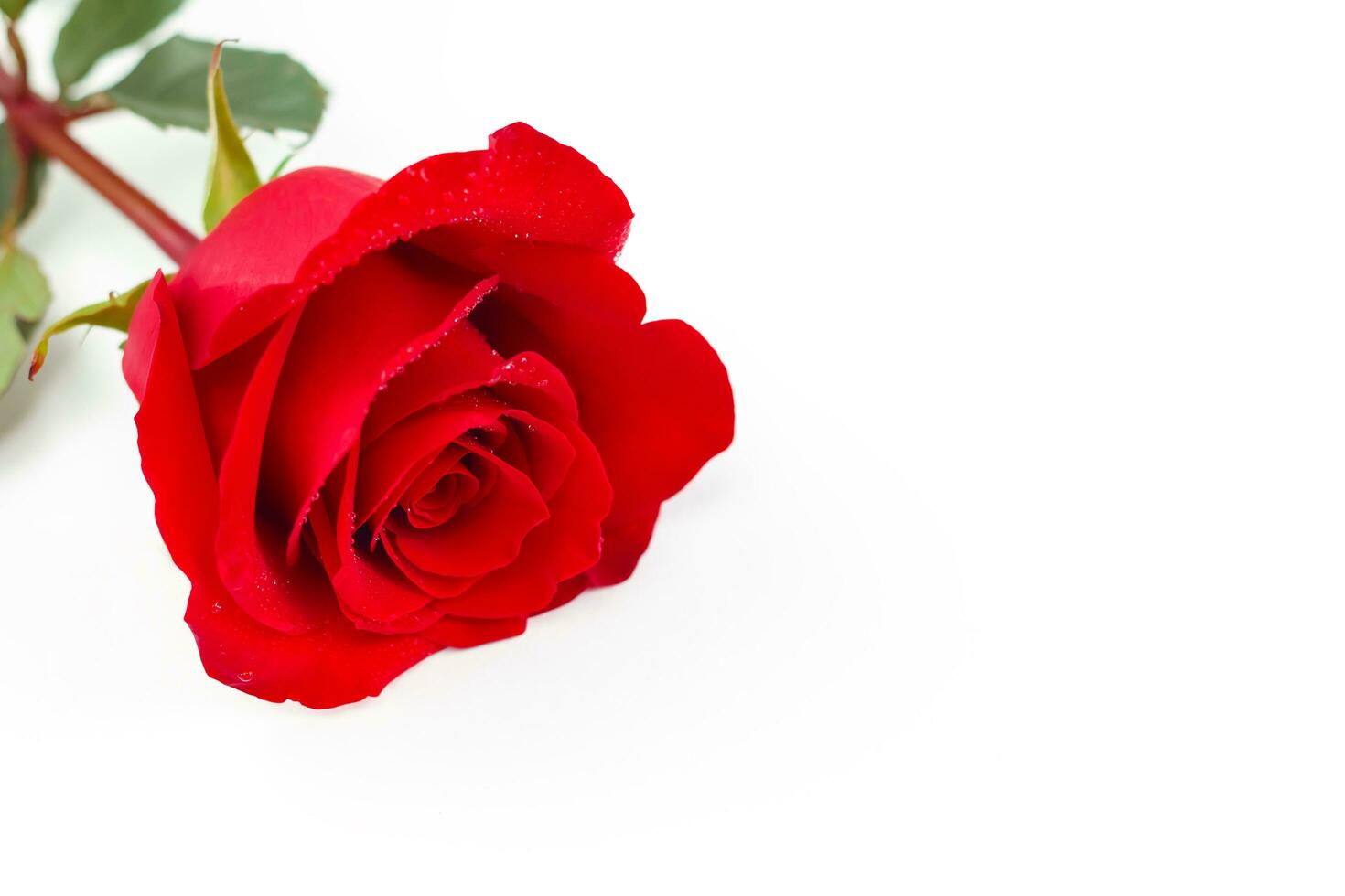 Red rose with water drops isolated on white. photo