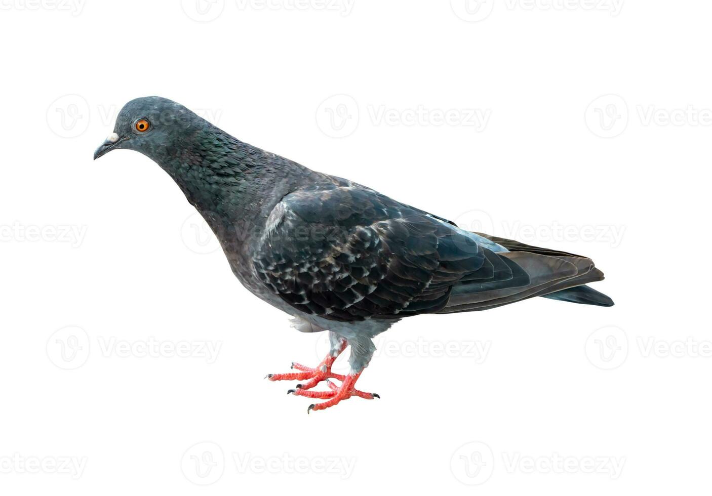 Single wild pigeon standing isolated on white background with clipping path photo