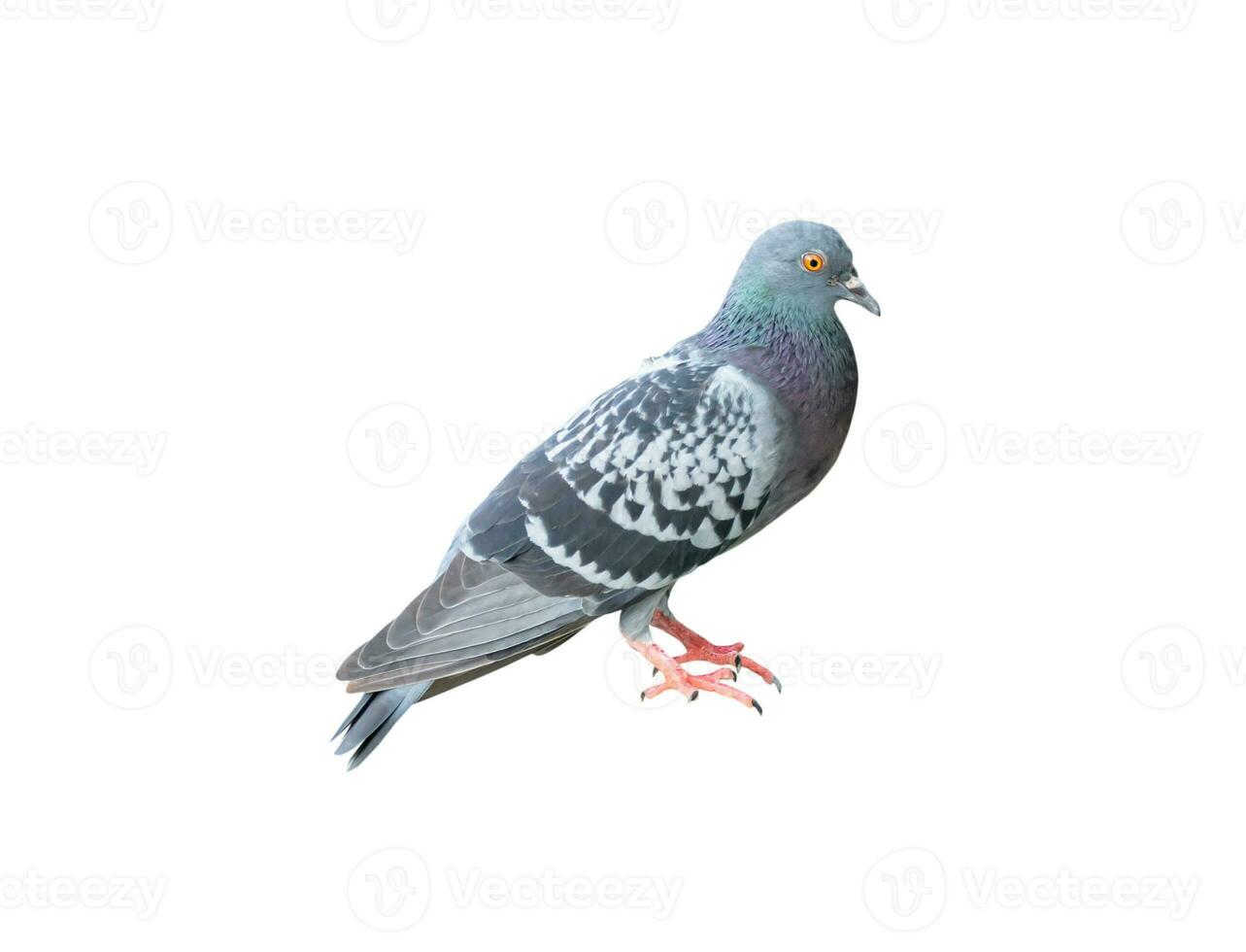 Single wild pigeon standing isolated on white background with clipping path photo