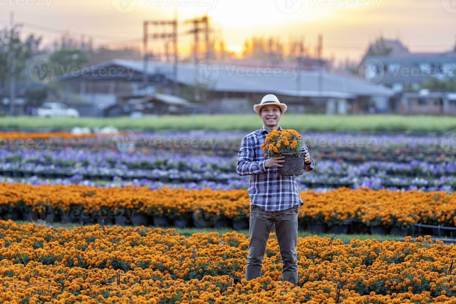 Asian gardener holding healthy orange marigold pot while working in his rural field farm for medicinal herb and cut flower business at sunset photo