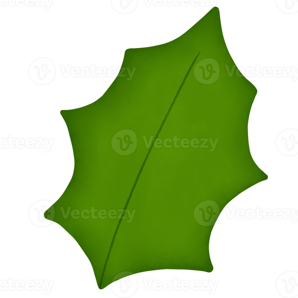 holly leaf watercolor illustration 23980271 PNG