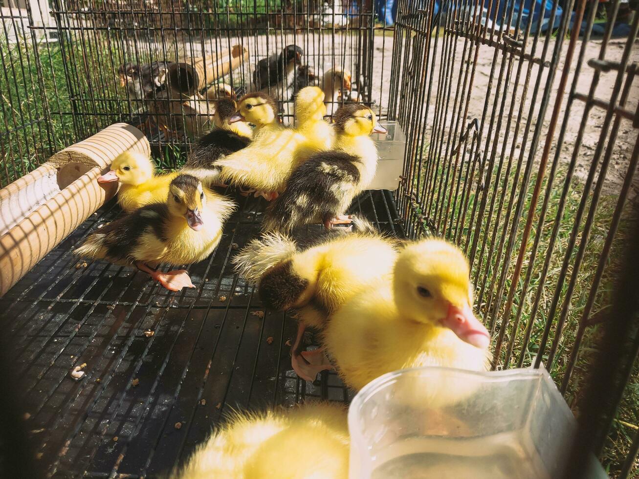 patitos son enjaulado utilizando jaulas hecho de hierro barras. foto