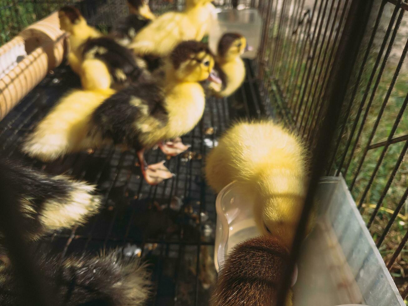 Ducklings are caged using cages made of iron bars. photo