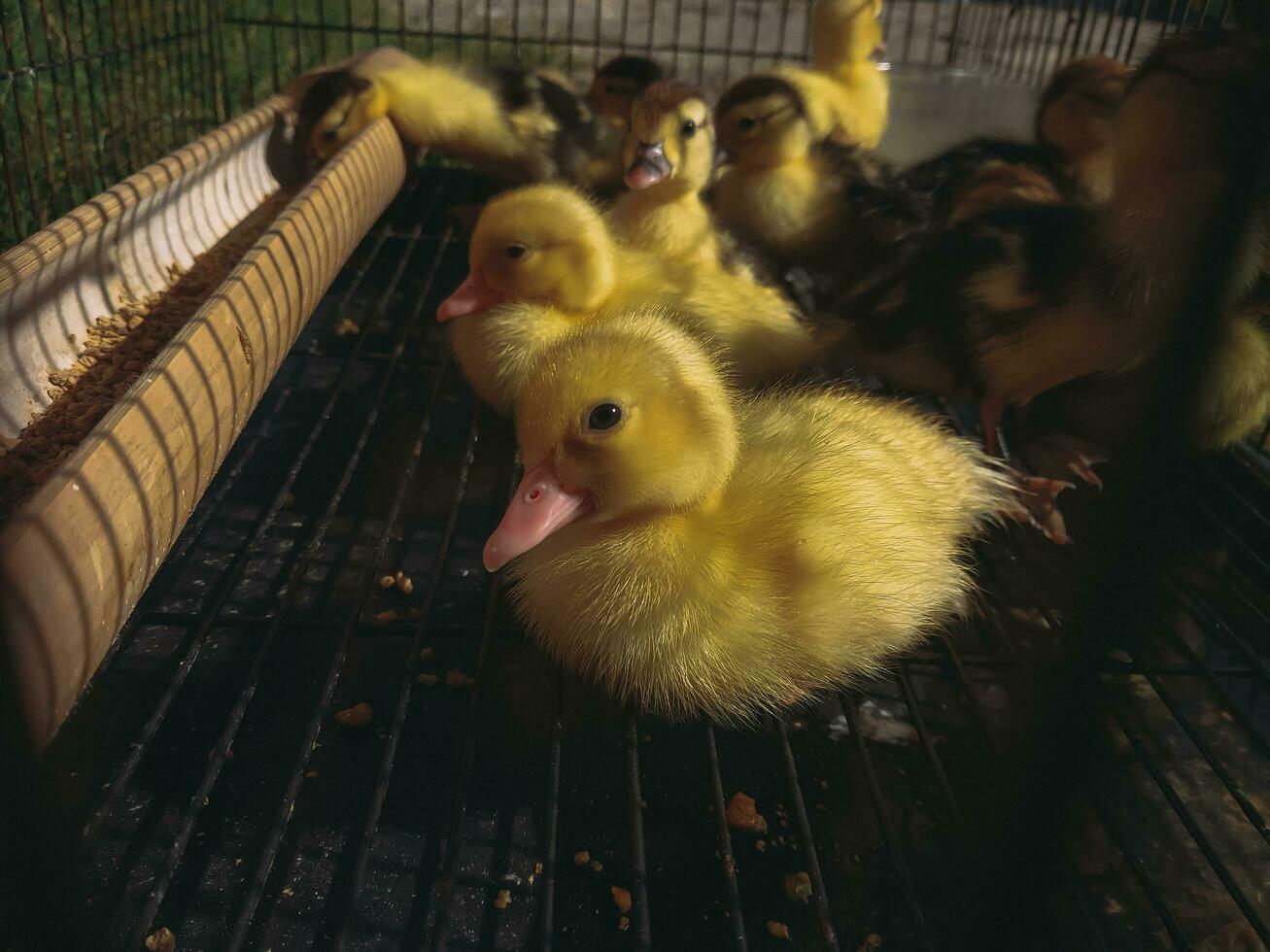 patitos son enjaulado utilizando jaulas hecho de hierro barras. foto